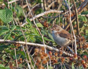 Whitethroat in Brambles