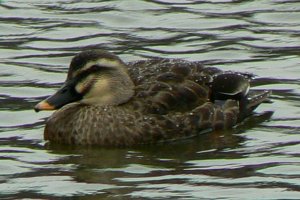 Duck in Sleet