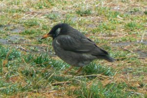 White-cheeked Starling