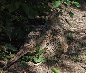 Under Mum's Wing