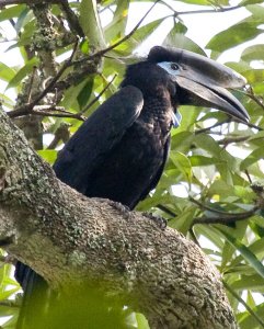 Black-casqued Wattled-Hornbill