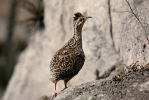 Andean Tinamou