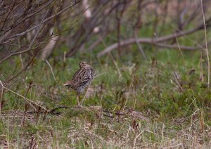 Great Snipe at lek