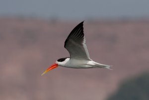 Indian Skimmer