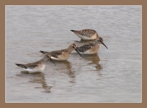 Curlew Sandpipers