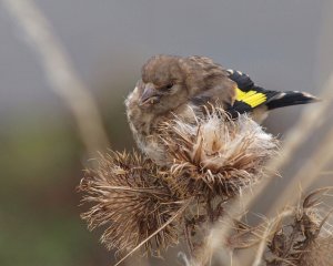 Greedy Young Goldfinch