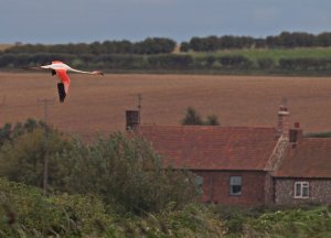 An Everyday Norfolk Scene!