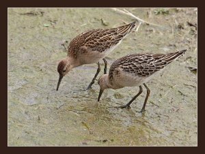 Ruff Grazing