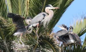 Great Blue Heron and Young