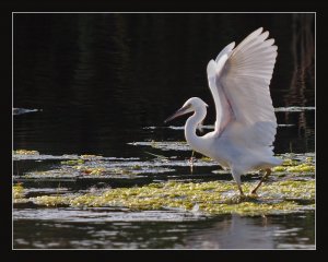 Egret X-ray