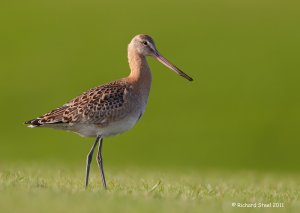 Black-tailed Godwit