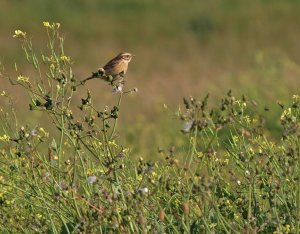 My First Whinchat