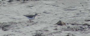 spotted sandpiper