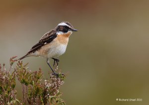 Whinchat