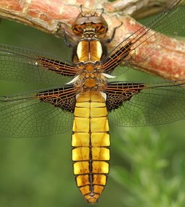 broad bodied chaser dragonfly