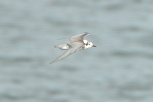 American Black Tern