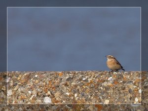 Wally Whinchat