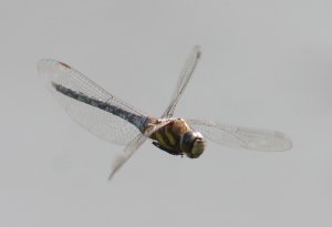 Migrant Hawker