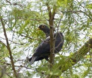 Olive pigeon