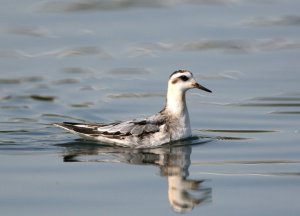 Grey Phalarope