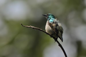 Green Sunbird -for database