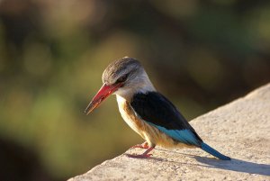 Brown-hooded Kingfisher