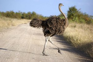 Female Common Ostrich