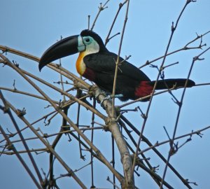 Channel-billed Toucan