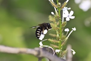 Carpenter Bee, South Texas (female)