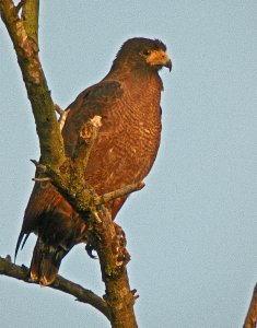 Rufous Crab Hawk