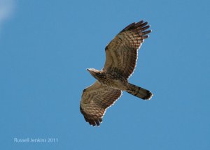 Oriental Honey Buzzard