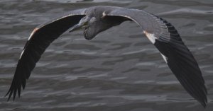 Grey Heron in flight