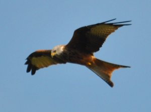 Red Kite in flight