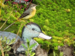 New 'Best Friends' (on my garden pond)