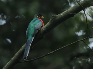 Bar-tailed Trogon male