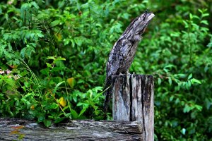 Tawny Frogmouth - Camouflage?