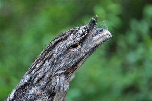 Tawny Frogmouth