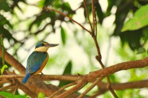 Sacred Kingfisher