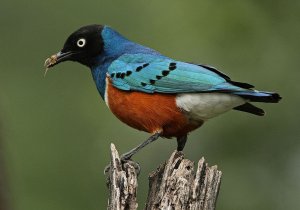 Superb Starling