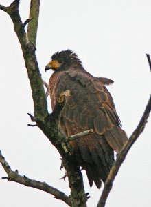 Rufous Crab Hawk