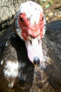 Muscovy