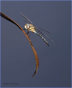 Migrant Hawker