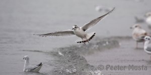 Juvenile Little Gull - Port Stanley, ON
