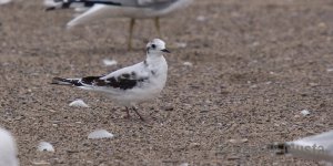 Juvenile Little Gull - Port Stanley, ON