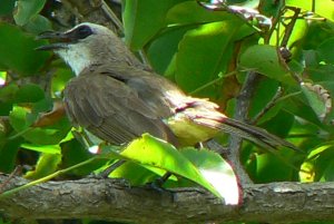 Bulbul