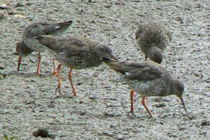 Slimbridge Redshanks