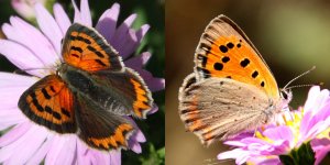 Small Copper