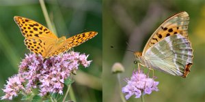 Silver-washed Fritillary