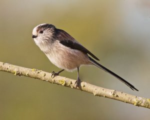 Long-tailed Tit