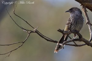 Little Wattlebird